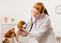 Когда собаку вести к ветеринару?
