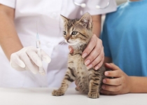 Прививки кошкам. Все что нужно знать о вакцинации
