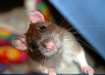 Чем кормить домашнюю крысу? Составляем меню