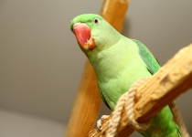 Александрийский попугай: характеристика породы