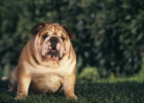 У собаки лишний вес, что делать?