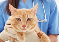 Мочекаменная болезнь у кошек симптомы и лечение