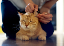 Как почистить уши коту
