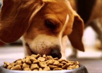 Как правильно хранить корм для собак