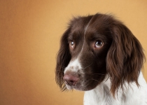 Глисты у собаки: симптомы и профилактика
