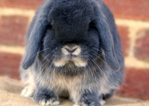 Кролики Карликовый баран: описание породы и характеристика