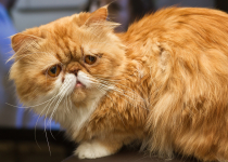 Персидские кошки: особенности ухода