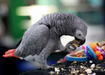 Попугай жако: характеристика, особенности содержания