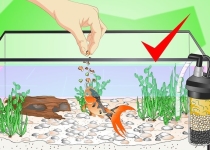Как кормить аквариумных рыбок