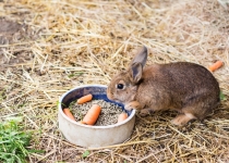 Как выбрать корм для кролика