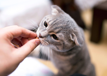 Витамины для кошек: обзор