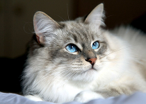 Сибирская порода кошек: хаактеристика, уход, содержание