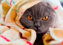 Как лечить температуру у кошек