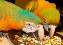 Рацион питания для декоративных птиц