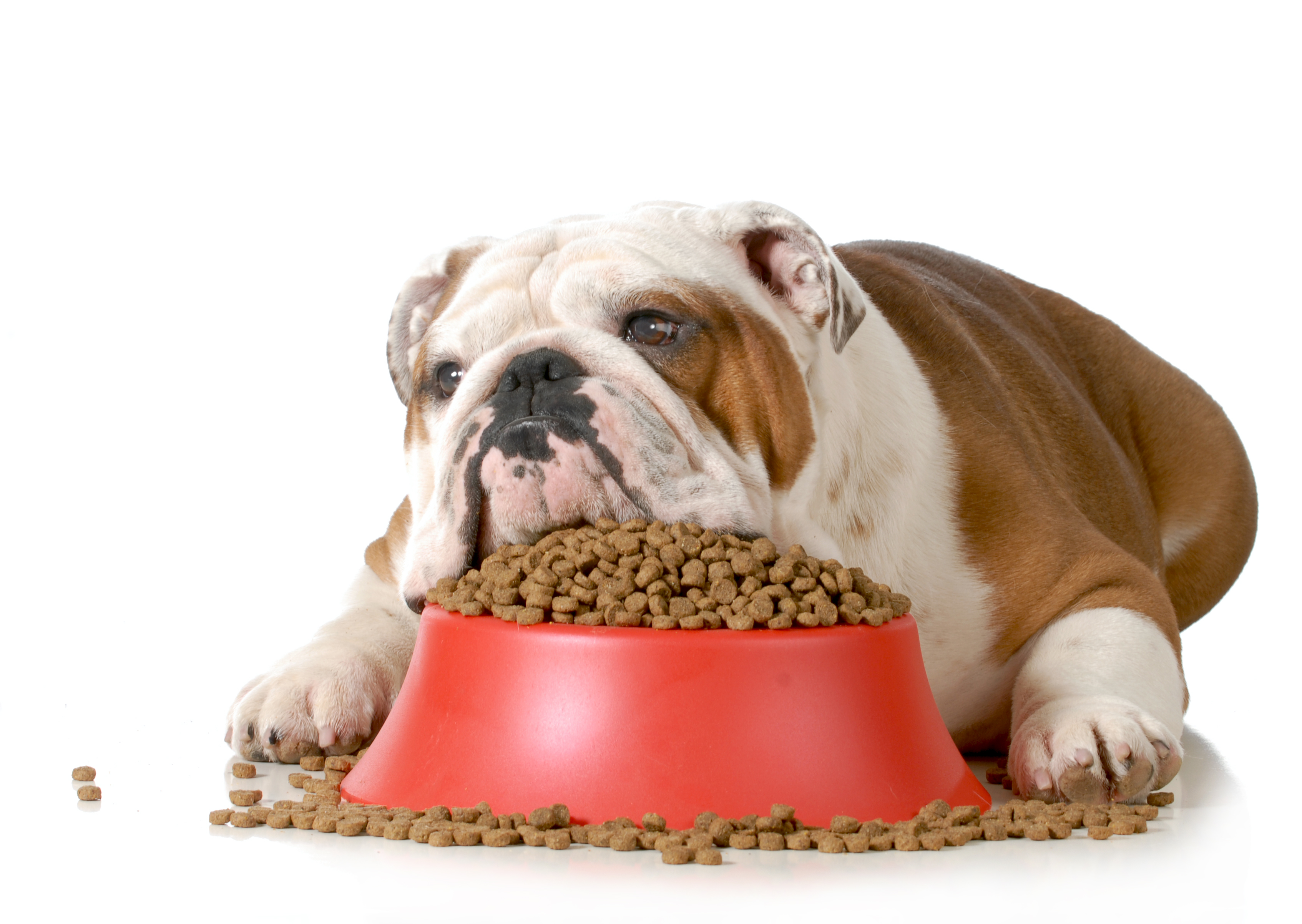 Преимущества и недостатки сухого корма для собак