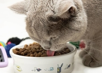 Достоинства и недостатки сухого корма для кошек