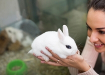 Изготовление клетки для домашнего кролика своими руками