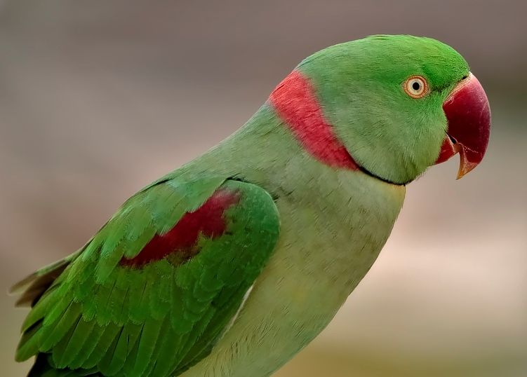 Сколько в мире видов попугаев, фото с названиями