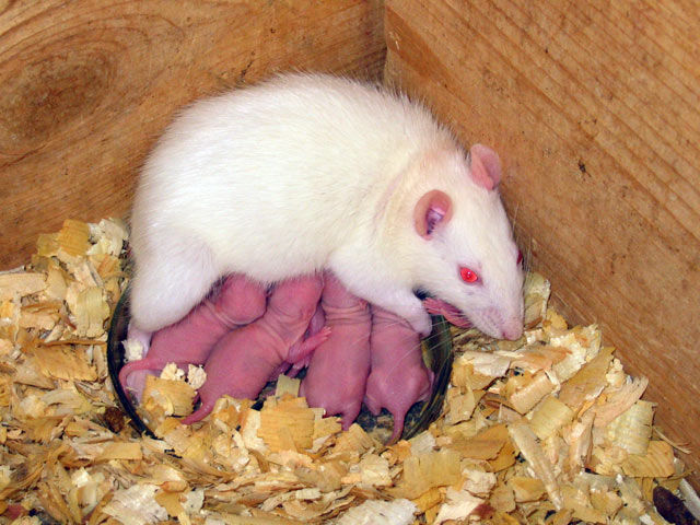 Уход за новорожденными крысятами