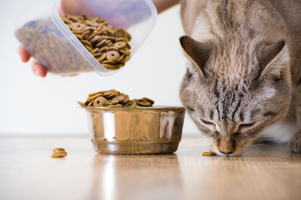 Доклад по теме Сухие корма в питании кошек