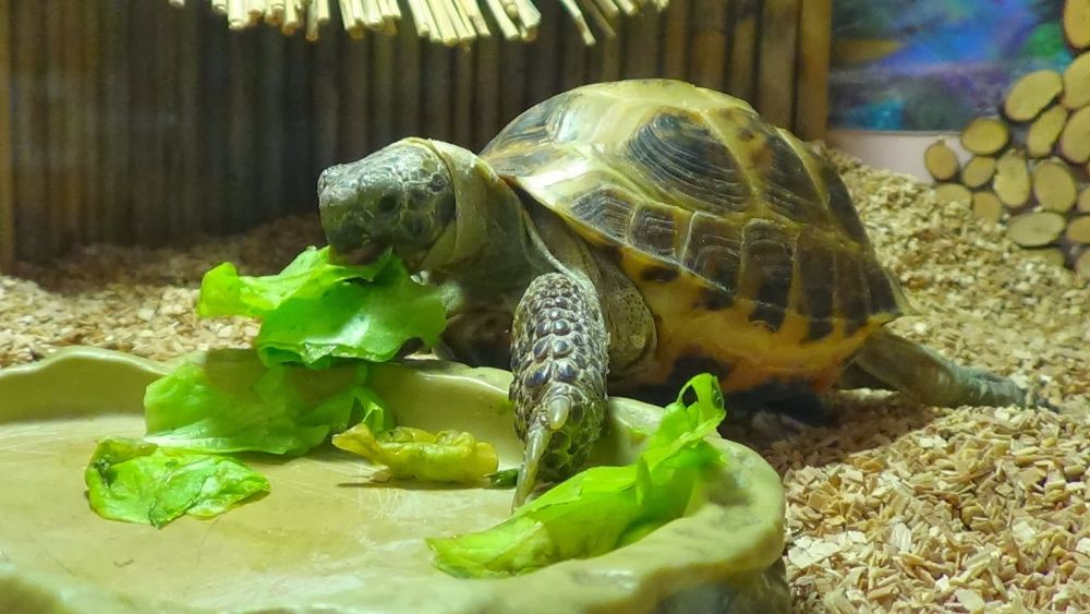 Болотная черепаха (Sternotherus odoratu): содержание в домашнем террариуме