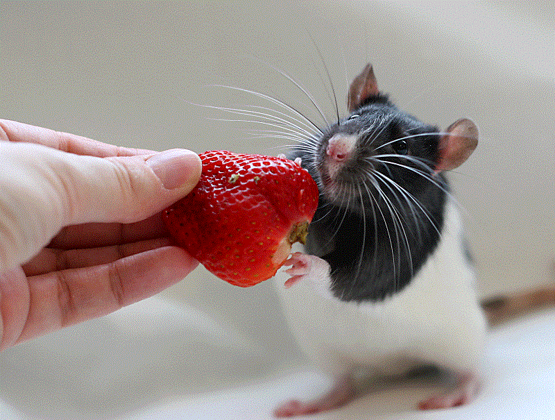 Чем кормить крысу в домашних условиях