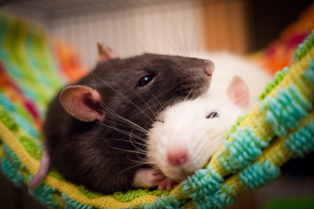 Чем кормить домашнюю крысу? Составляем меню