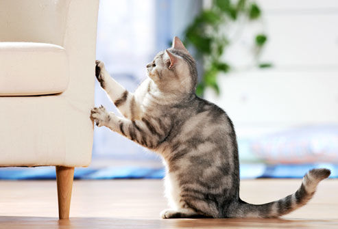 Как сделать, чтобы кот не драл мебель
