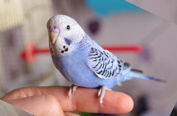 Как быстро научить попугая говорить